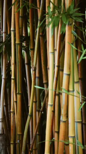 Bamboo